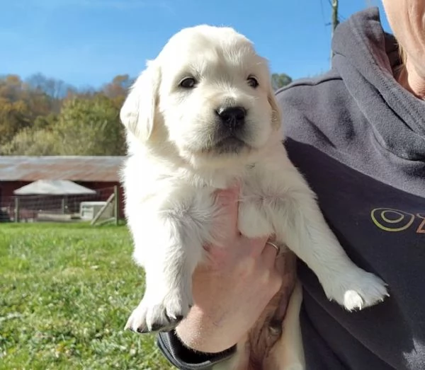 Due cuccioli di Golden Retriever ti aspettano