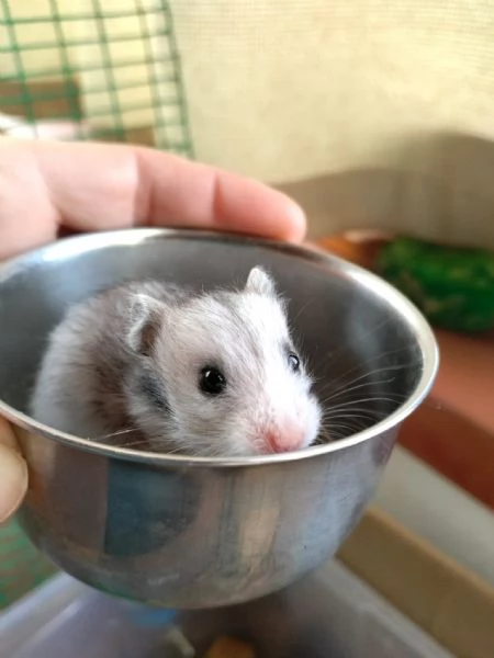 Criceti dorati | Foto 4