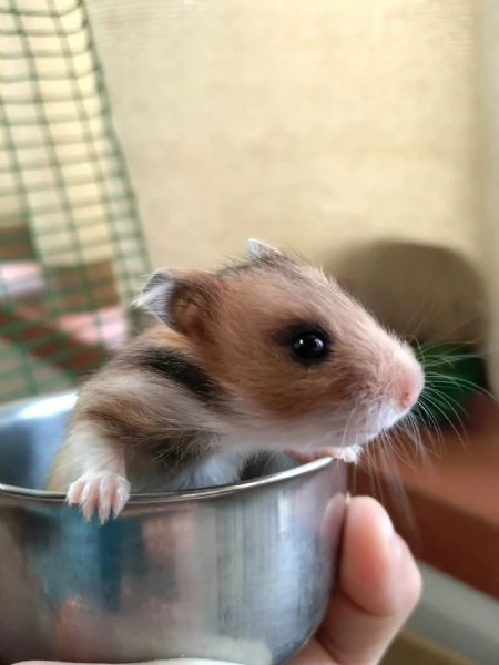 Criceti dorati | Foto 2