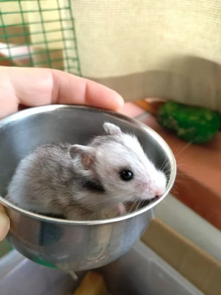 Criceti dorati | Foto 1