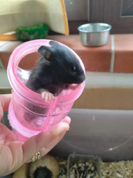 Criceti dorati | Foto 0