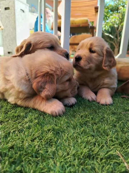 Cucciolo golden retriever | Foto 2