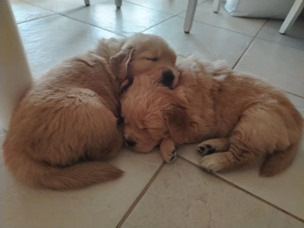 Cucciolo golden retriever | Foto 1