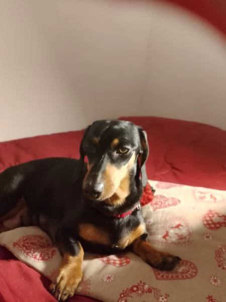 cuccioli bassotto di 2 mesi al 17 marzo 2026