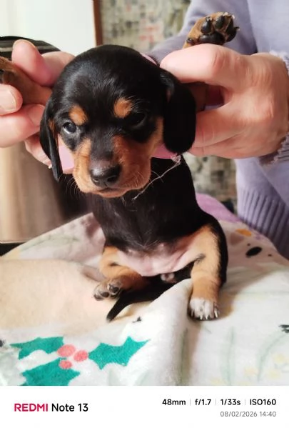 cuccioli bassotto di 2 mesi al 17 marzo 2026 | Foto 4