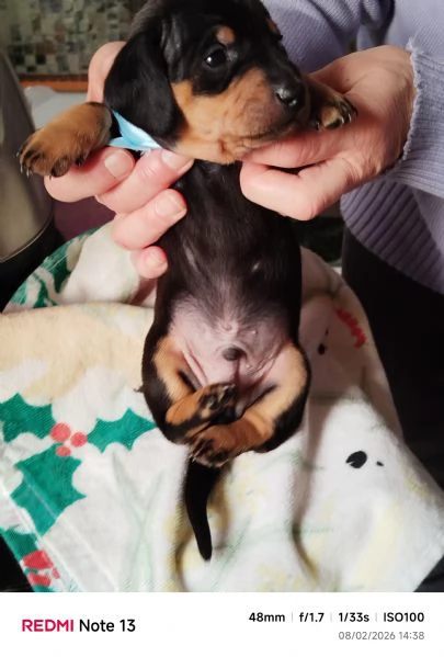 cuccioli bassotto di 2 mesi al 17 marzo 2026 | Foto 1