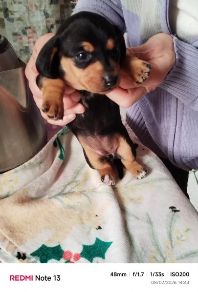 cuccioli bassotto di 2 mesi al 17 marzo 2026 | Foto 0