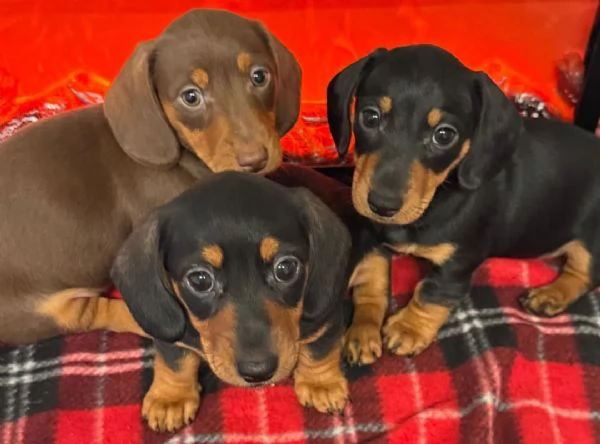 Disponibili Adorabili Cuccioli di Bassotto