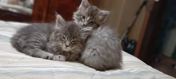 Maine Coon  | Foto 2