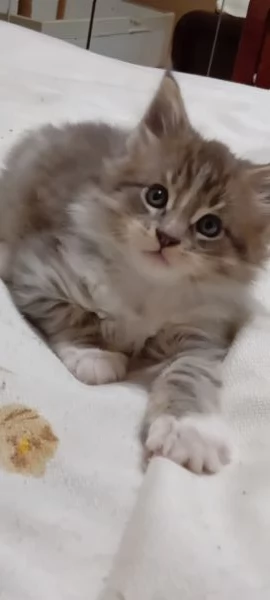 Maine Coon  | Foto 0