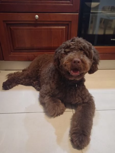 Vendo cucciolo di Lagotto Romagnolo | Foto 1