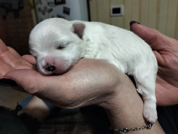 Cuccioli di cane razza Maltese  | Foto 3