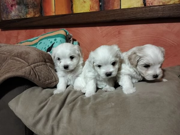 Cuccioli di cane razza Maltese  | Foto 5