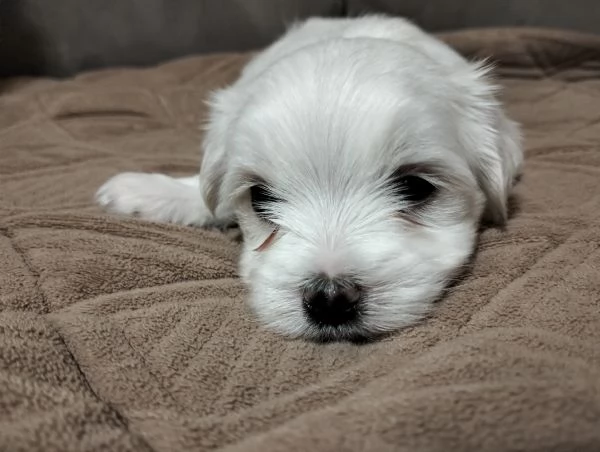 Cuccioli di cane razza Maltese  | Foto 4