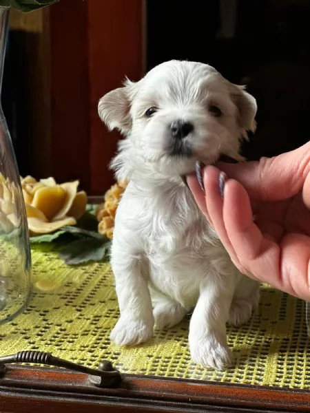 Cuccioli di cane razza Maltese  | Foto 3