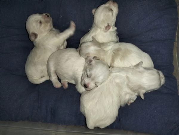 Cuccioli di cane razza Maltese  | Foto 1