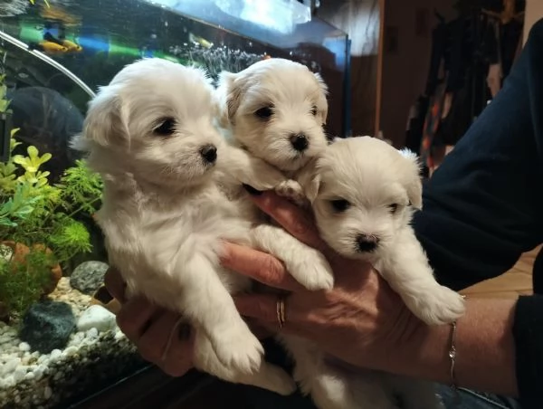 Cuccioli di cane razza Maltese  | Foto 2