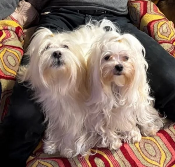 Cuccioli di cane razza Maltese  | Foto 0
