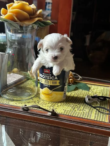 Cuccioli di cane razza Maltese  | Foto 0