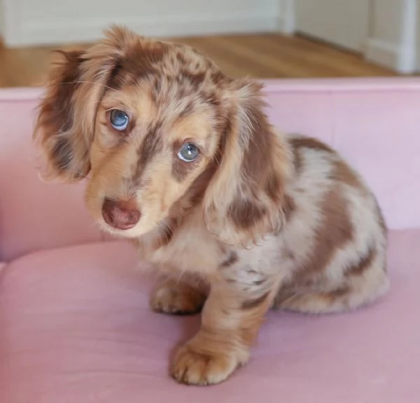  Cucciolo di bassotto disponibile per ladozione