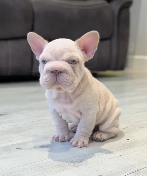 Cuccioli Bouldogue Franccese in adozione