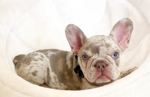 Adozione di Buolledogue franccese pura qualita | Foto 1