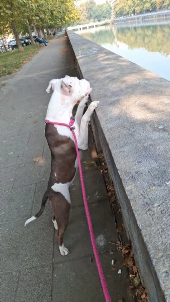 Regalo Amstaff femmina di 3 anni | Foto 5