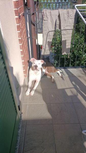 Regalo Amstaff femmina di 3 anni | Foto 4