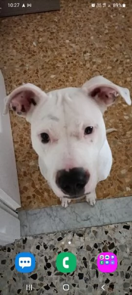 Regalo Amstaff femmina di 3 anni | Foto 3