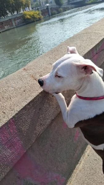 Regalo Amstaff femmina di 3 anni | Foto 2
