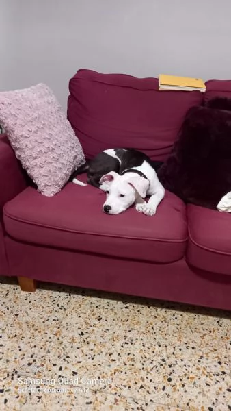 Regalo Amstaff femmina di 3 anni | Foto 1