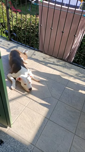 Regalo Amstaff femmina di 3 anni | Foto 0