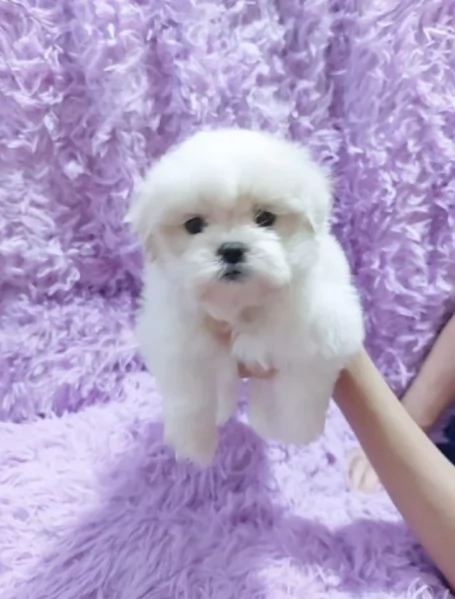 splendidi maltese toy per adozione | Foto 6