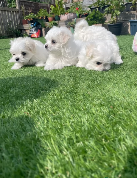 splendidi maltese toy per adozione