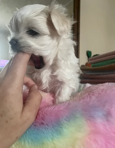 splendidi maltese toy per adozione | Foto 1