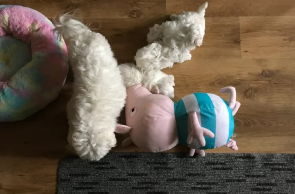 splendidi maltese toy per adozione | Foto 0