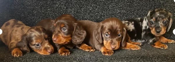 meravigliosi bassotto per adozione