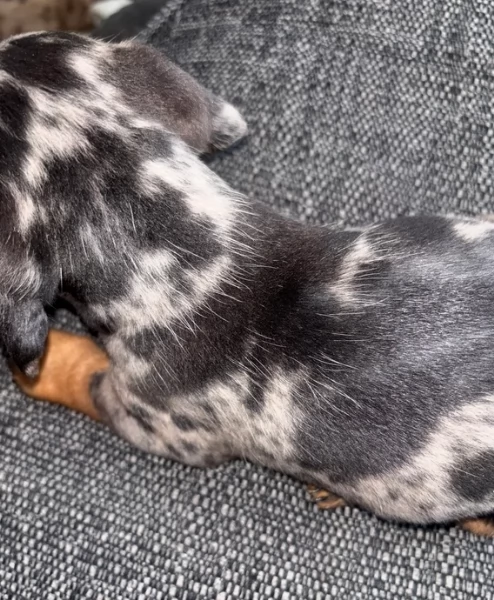 meravigliosi bassotto per adozione | Foto 0