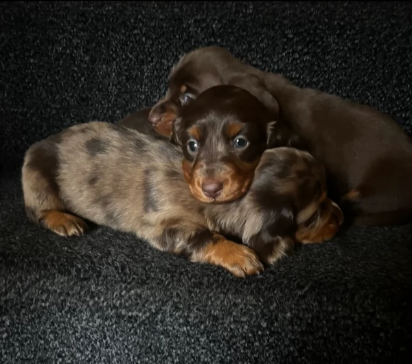 meravigliosi bassotto per adozione | Foto 0