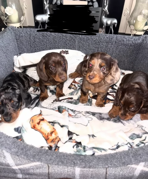 meravigliosi bassotto per adozione | Foto 0