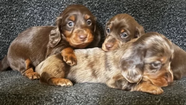 meravigliosi bassotto per adozione