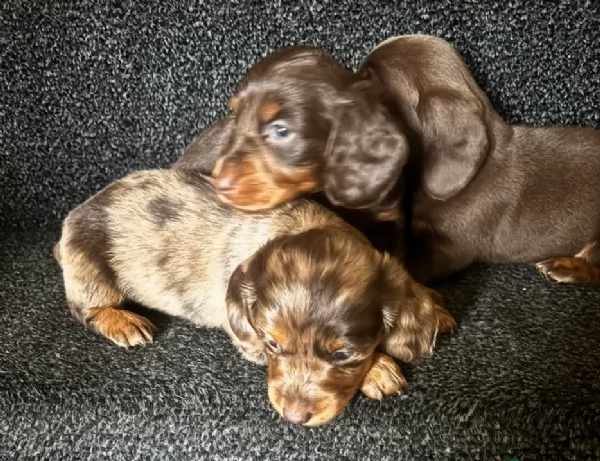 meravigliosi bassotto per adozione | Foto 0