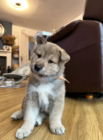 bellissimi cuccioli di shiba Inu per adozione | Foto 4