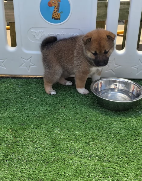 bellissimi cuccioli di shiba Inu per adozione | Foto 4