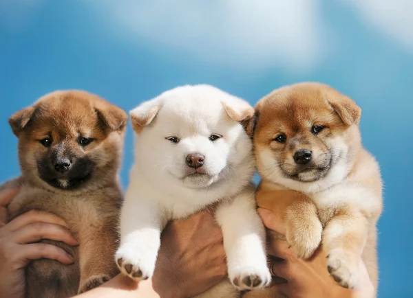 bellissimi cuccioli di shiba Inu per adozione | Foto 0