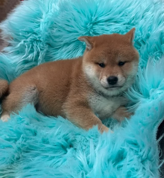 bellissimi cuccioli di shiba Inu per adozione | Foto 4