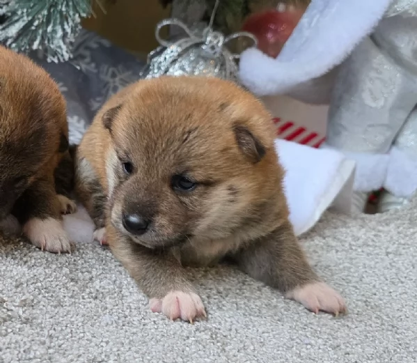 bellissimi cuccioli di shiba Inu per adozione | Foto 3