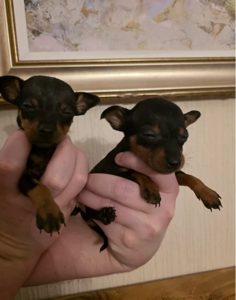 meravigliosi Pinscher per adozione | Foto 5