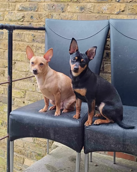 meravigliosi Pinscher per adozione