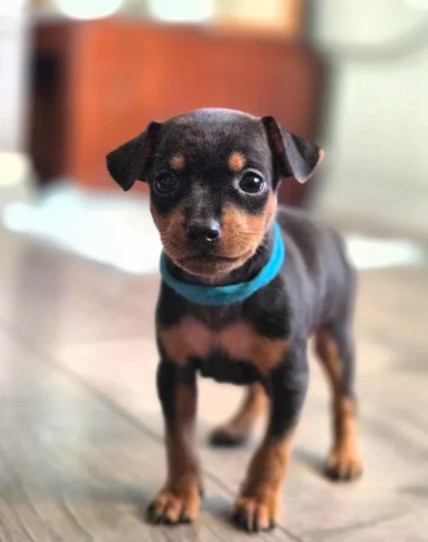 meravigliosi Pinscher per adozione | Foto 1